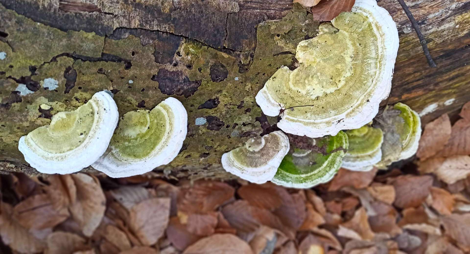 Kinoko sablon teszt oldal